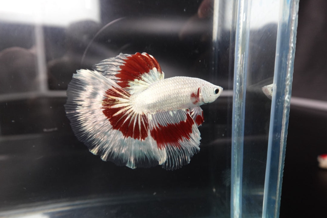 Rare Halfmoon Red Dragon Betta Fish