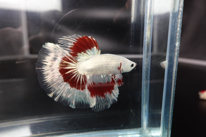 Rare Halfmoon Red Dragon Betta Fish