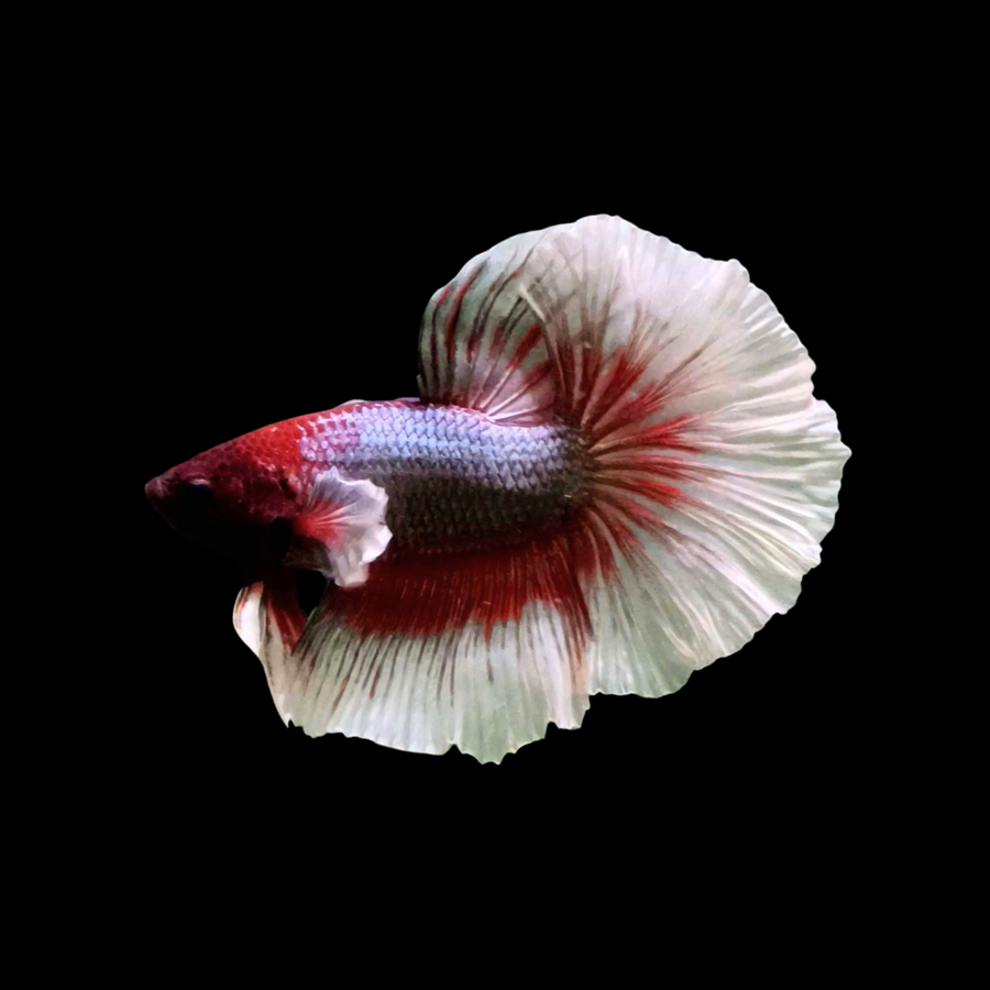 Rare Halfmoon Ruby Red Butterfly Betta Fish (Male)