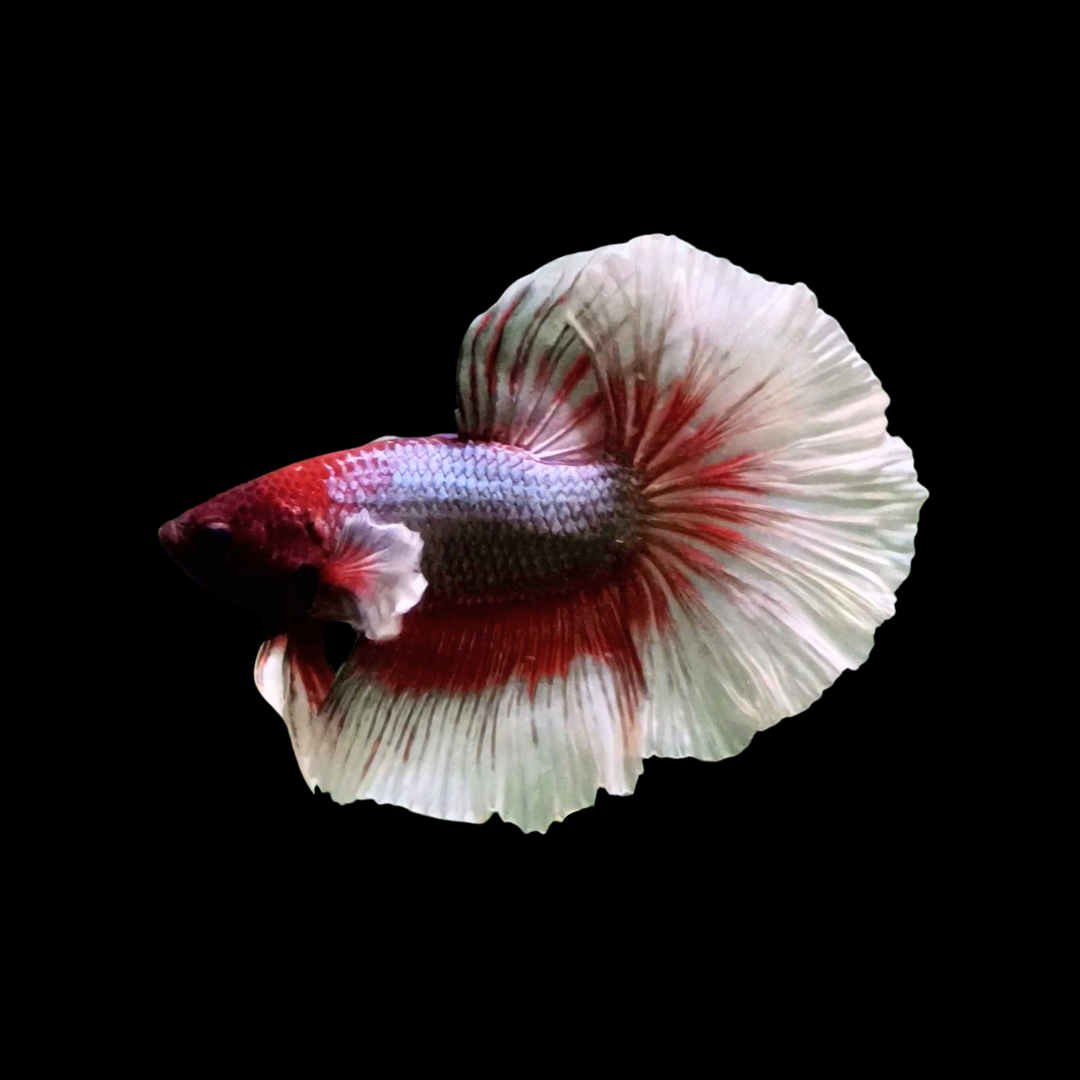 Halfmoon Ruby Red Butterfly Betta Fish