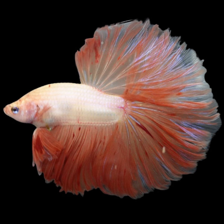 Rare Halfmoon Tangerine Betta Fish