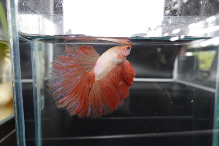 Rare Halfmoon Tangerine Betta Fish
