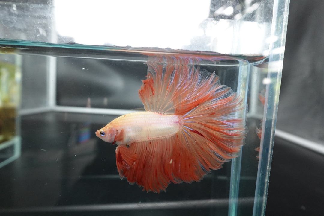 Rare Halfmoon Tangerine Betta Fish