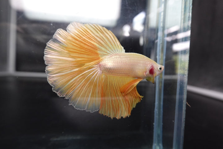 Rare Halfmoon Yellow Betta Fish