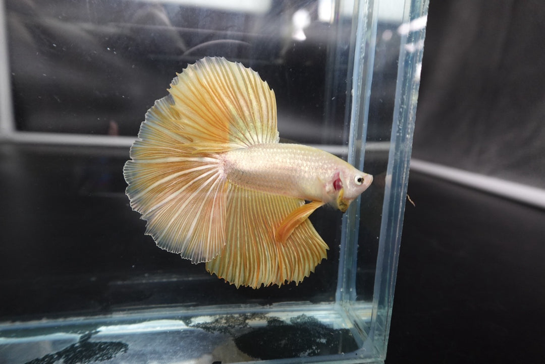 Rare Halfmoon Yellow Betta Fish