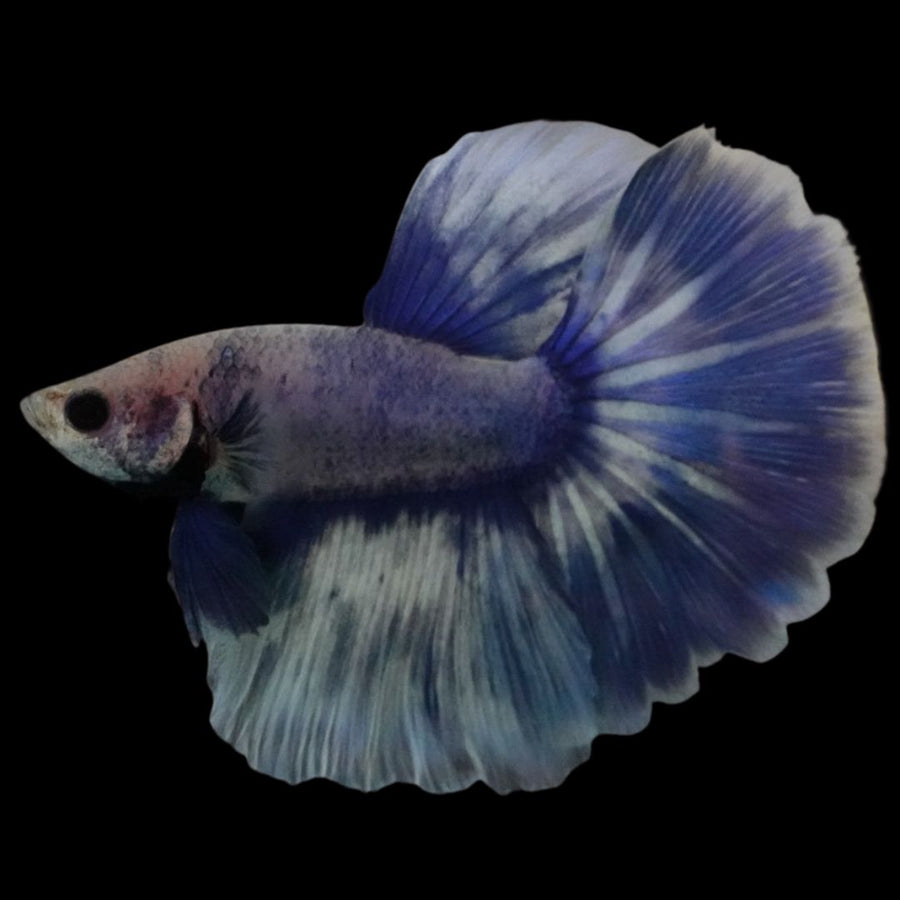 Rare Halfmoon cloudy Betta Fish (Male)