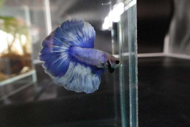 Rare Halfmoon cloudy Betta Fish (Male)