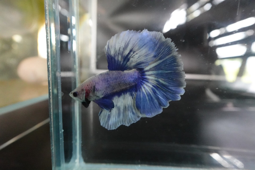 Rare Halfmoon cloudy Betta Fish (Male)