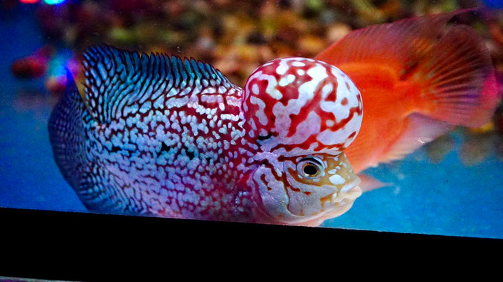 Rare Kamfa Flowerhorn 4.5 inch