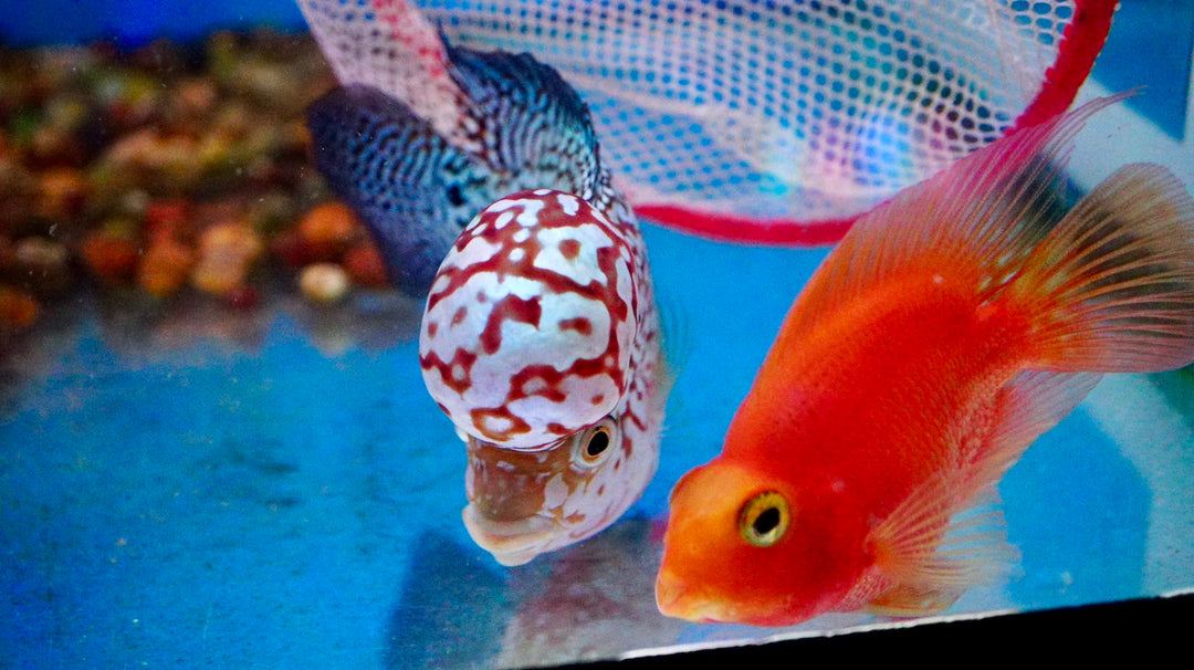 Rare Kamfa Flowerhorn 4.5 inch