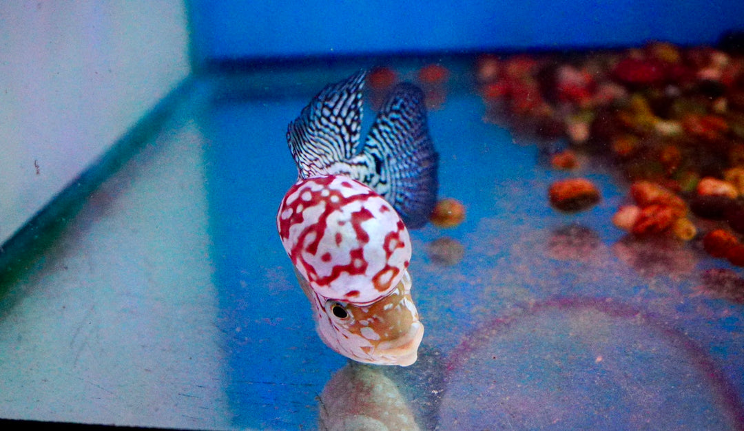 Rare Kamfa Flowerhorn 4.5 inch