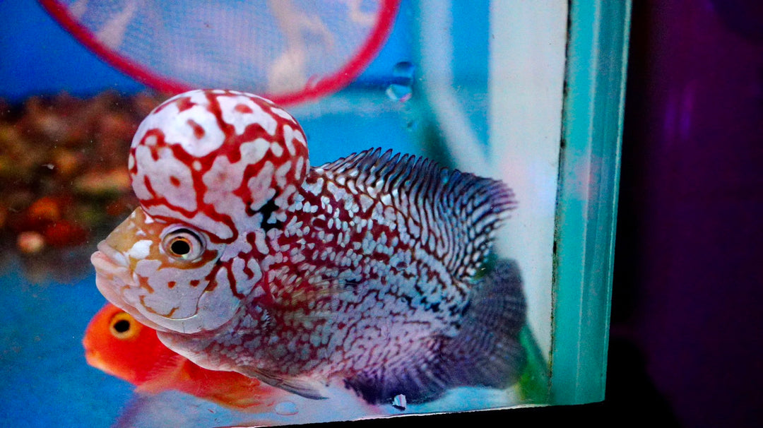 Rare Kamfa Flowerhorn 4.5 inch