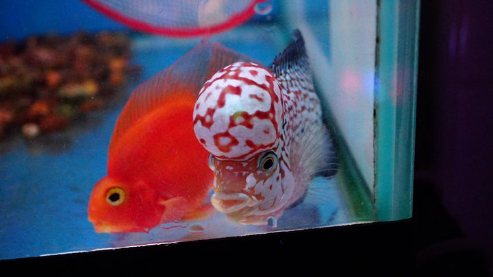 Rare Kamfa Flowerhorn 4.5 inch