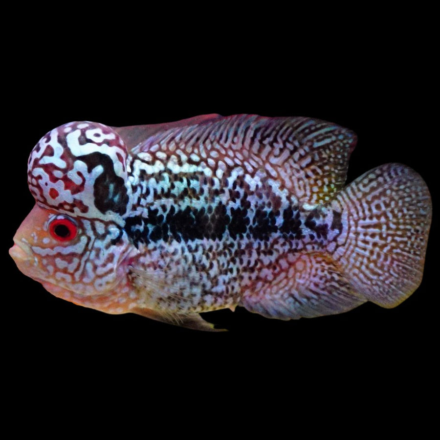Flowron Fish Rare Kamfa Flowerhorn 4 inch