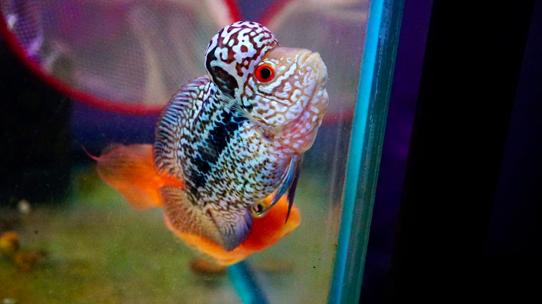 Rare Kamfa Flowerhorn 4 inch