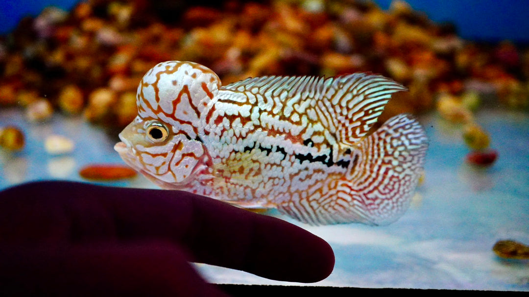 Rare Kamfa Flowerhorn 4 inch