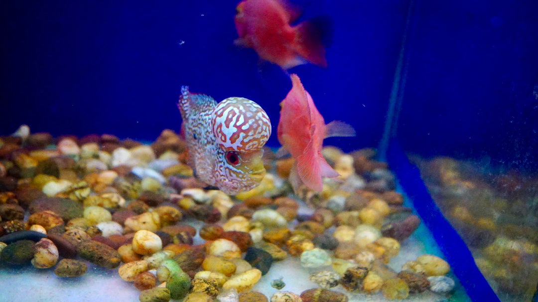 Rare Kamfa Flowerhorn 4 inch