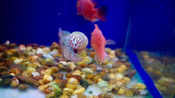 Rare Kamfa Flowerhorn 4 inch
