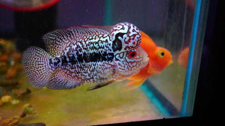 Rare Kamfa Flowerhorn 4 inch