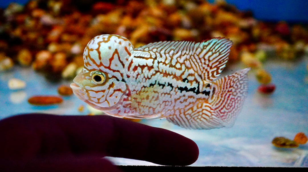 Rare Kamfa Flowerhorn 4 inch