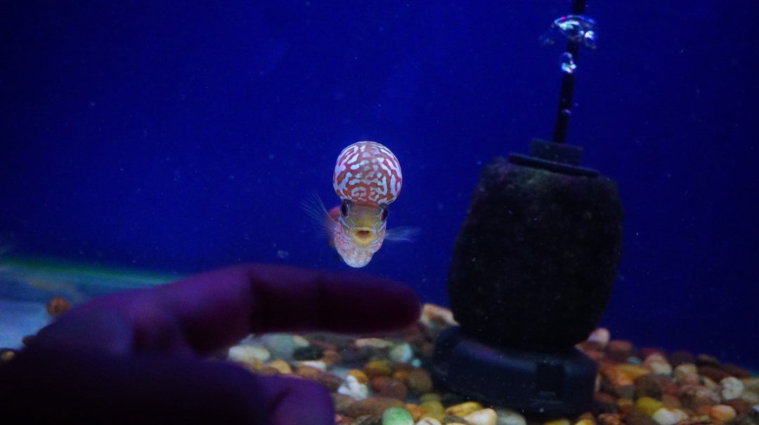 Rare Kamfa Flowerhorn 4 inch