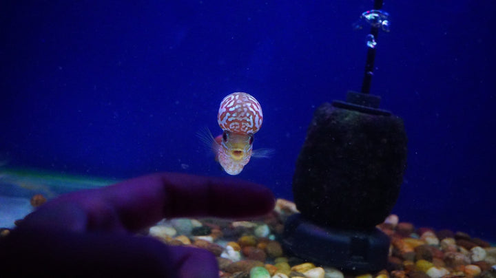Rare Kamfa Flowerhorn 4 inch