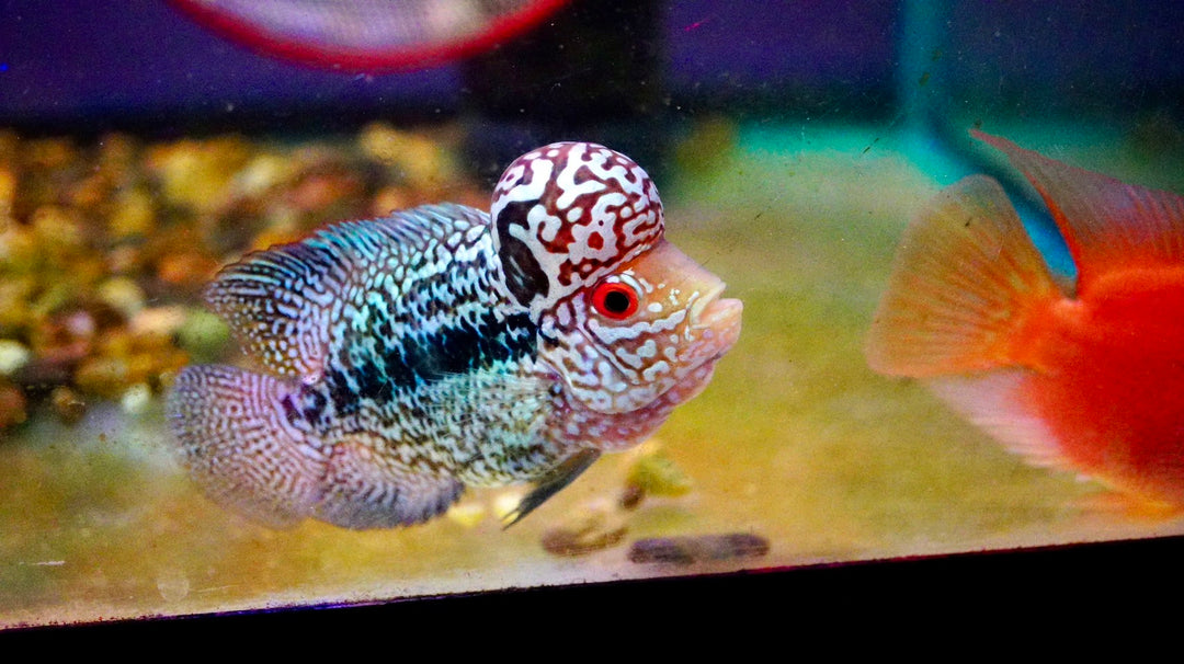 Rare Kamfa Flowerhorn 4 inch