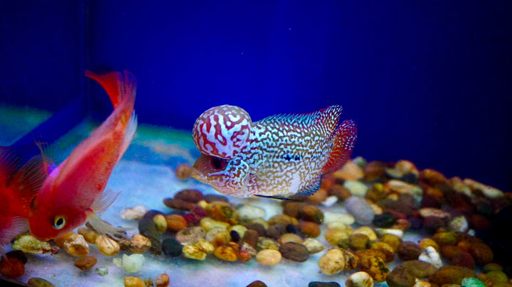 Rare Kamfa Flowerhorn 4 inch