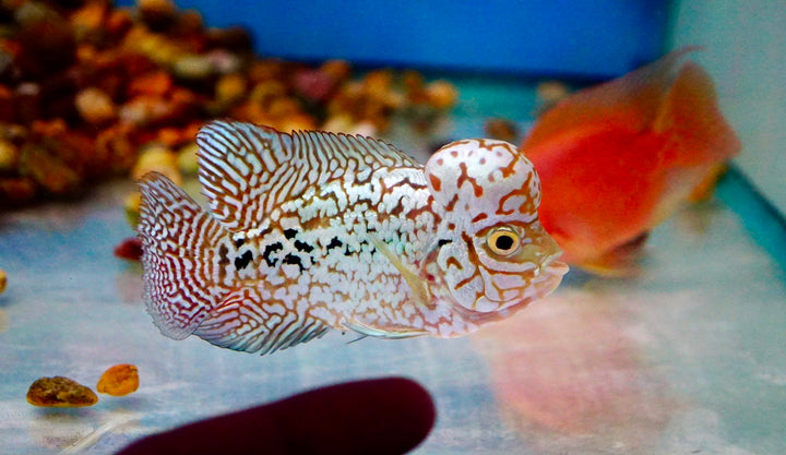 Rare Kamfa Flowerhorn 4 inch