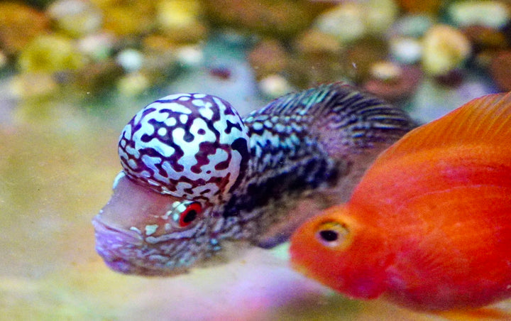 Rare Kamfa Flowerhorn 4 inch