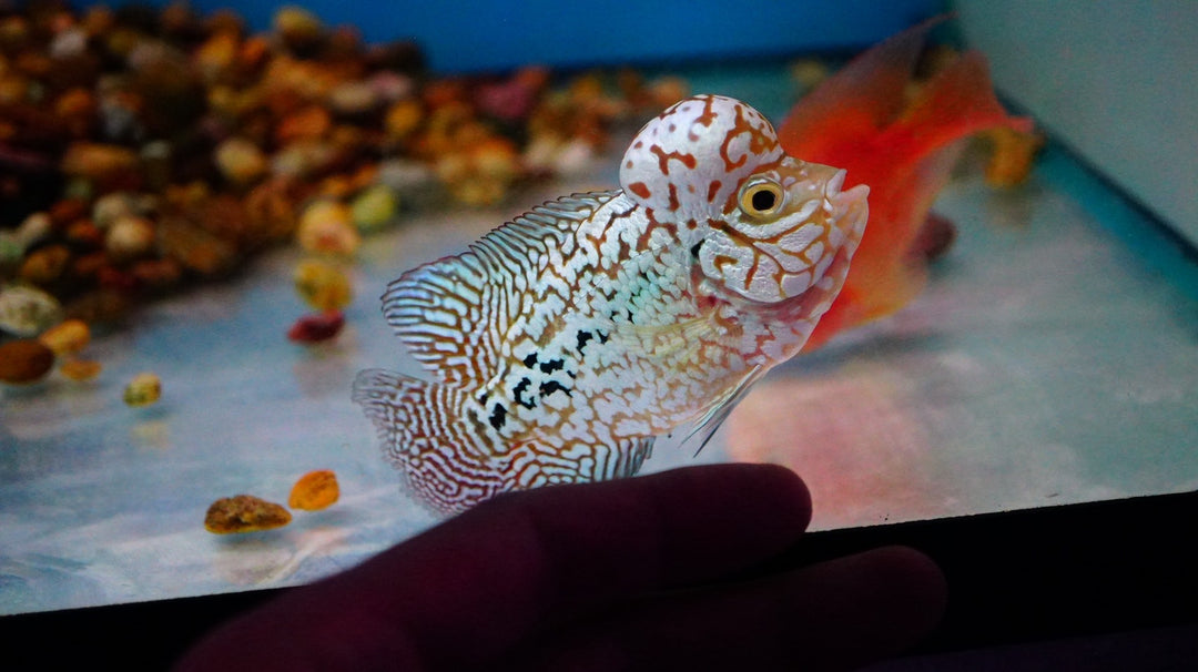 Rare Kamfa Flowerhorn 4 inch