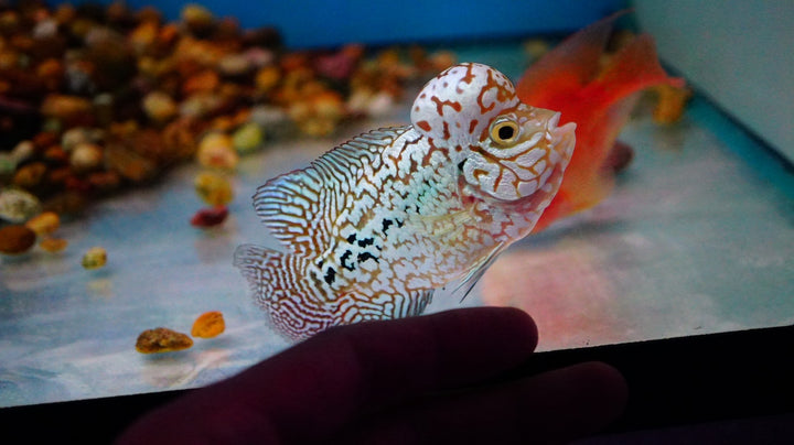 Rare Kamfa Flowerhorn 4 inch