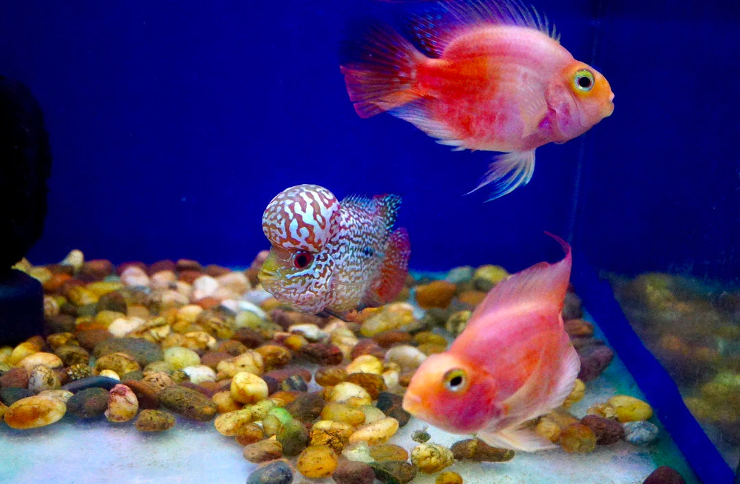 Rare Kamfa Flowerhorn 4 inch