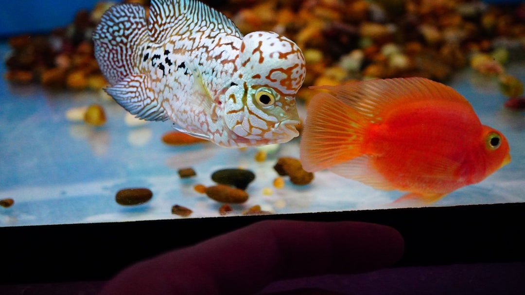 Rare Kamfa Flowerhorn 4 inch