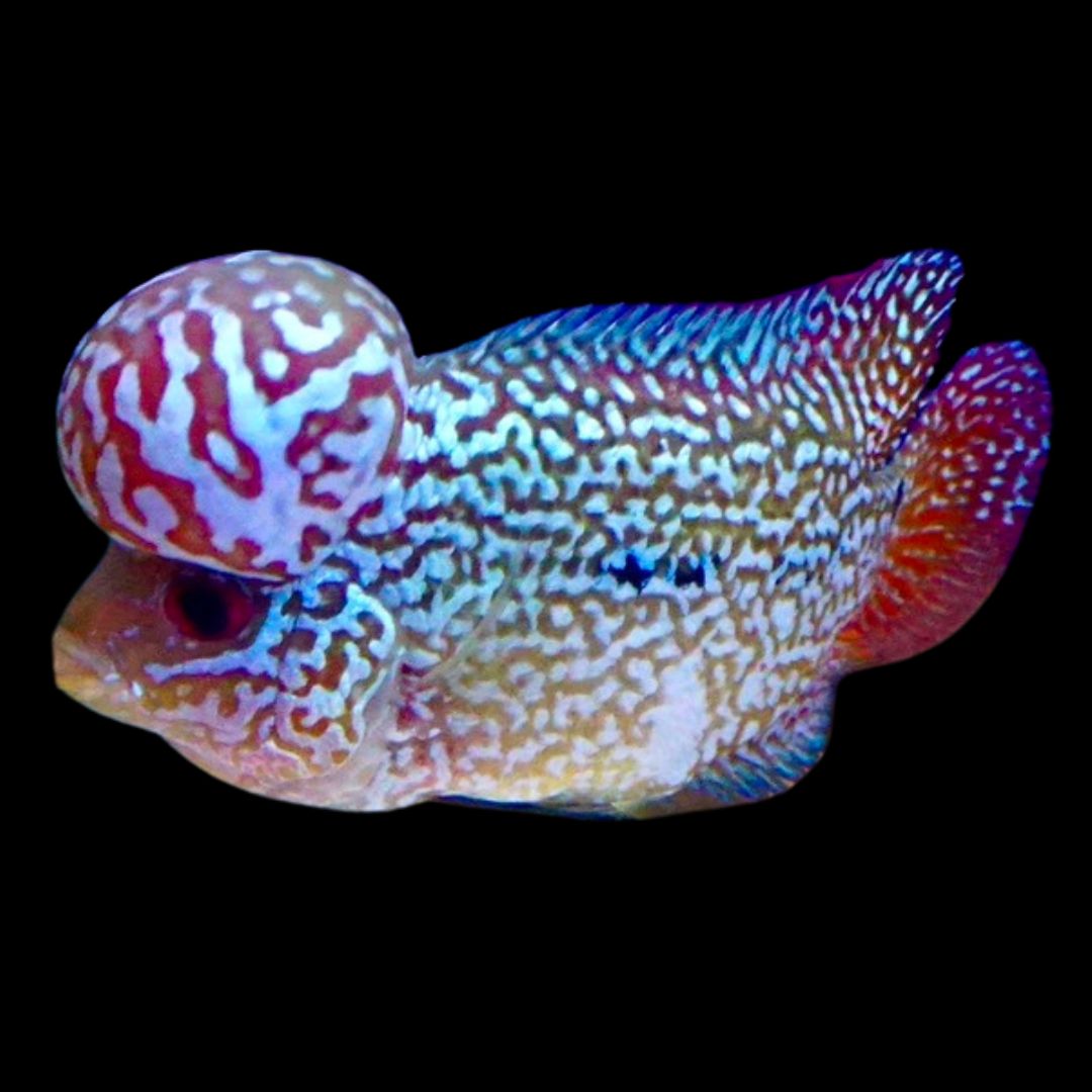 Rare Kamfa Flowerhorn 4 inch