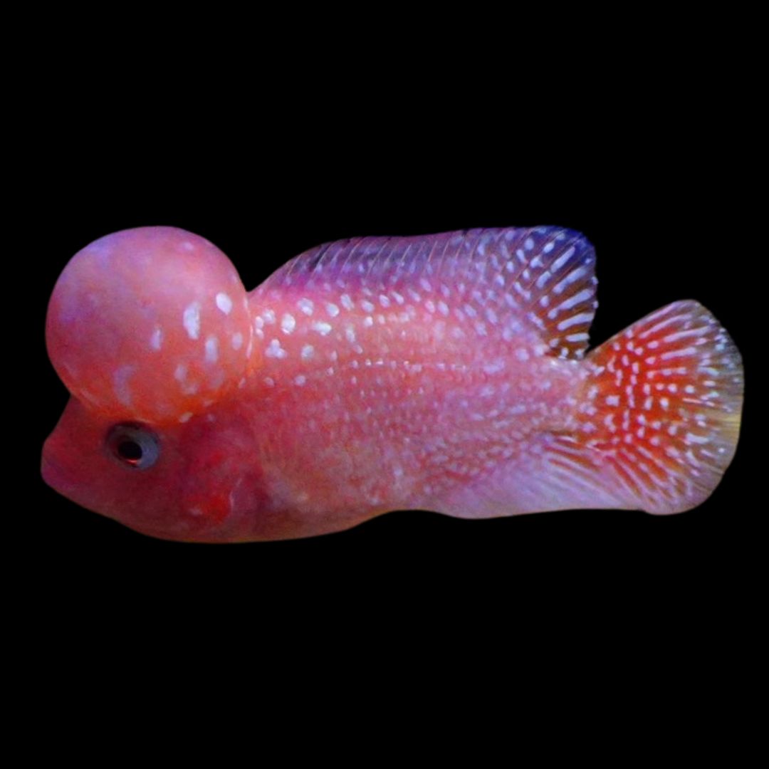 Rare Kamfa Golden Base Flowerhorn 3.5 inch