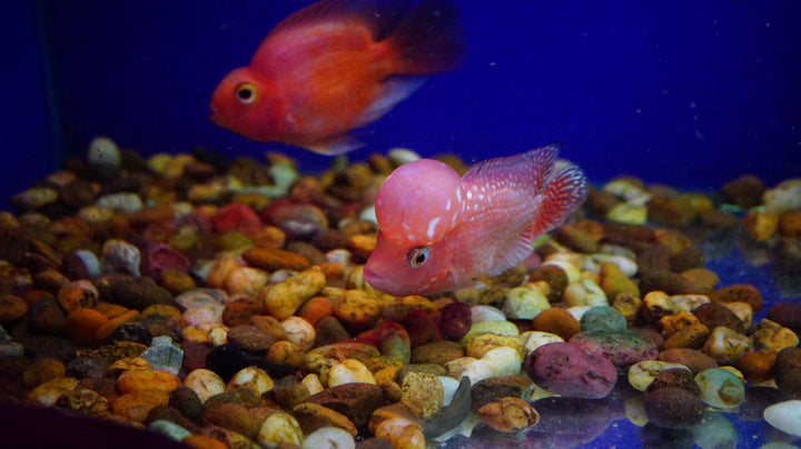 Rare Kamfa Golden Base Flowerhorn 3.5 inch