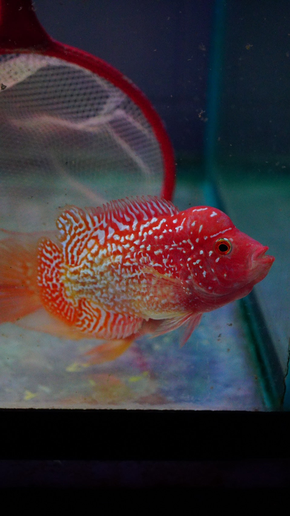 Rare Kamfa Golden Base Flowerhorn 3.5 inch