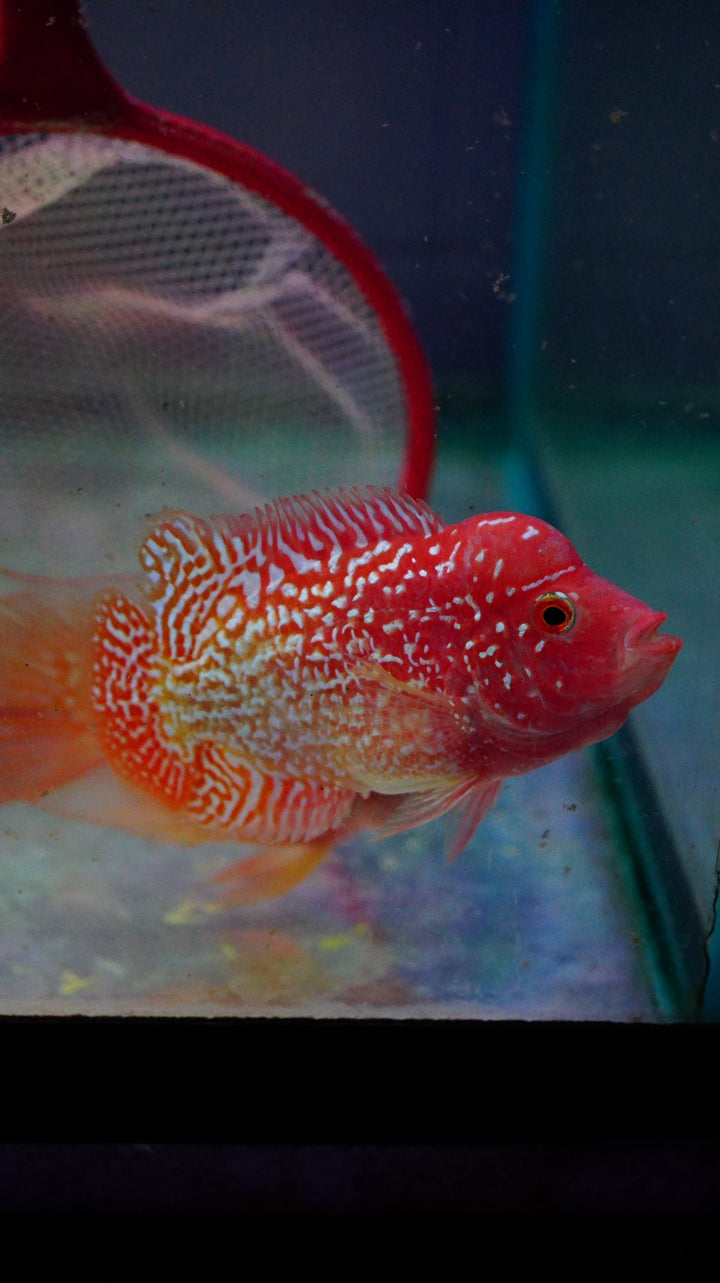 Rare Kamfa Golden Base Flowerhorn 3.5 inch