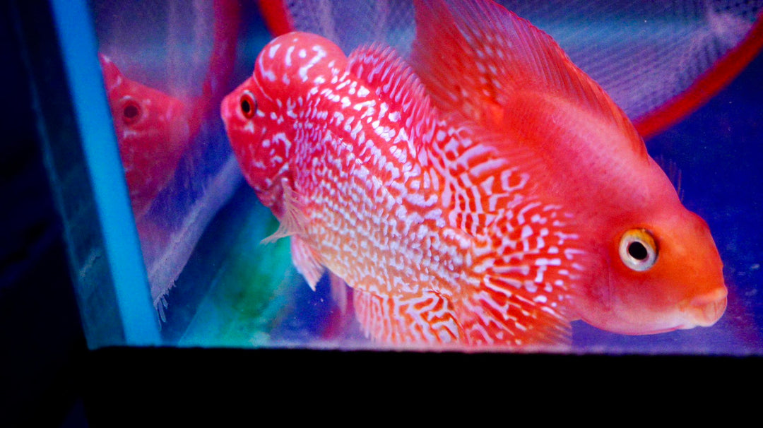 Rare Kamfa Golden Base Flowerhorn 3.5 inch