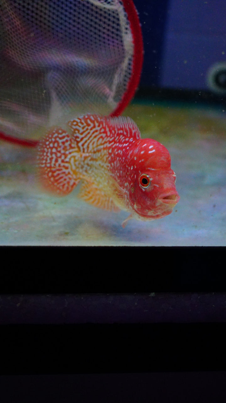 Rare Kamfa Golden Base Flowerhorn 3.5 inch