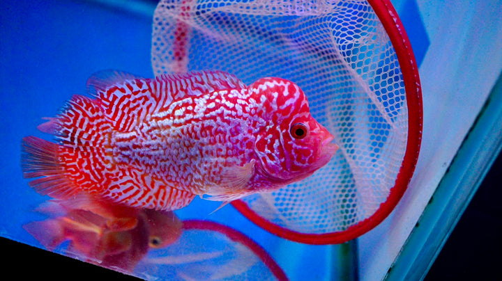 Rare Kamfa Golden Base Flowerhorn 3.5 inch