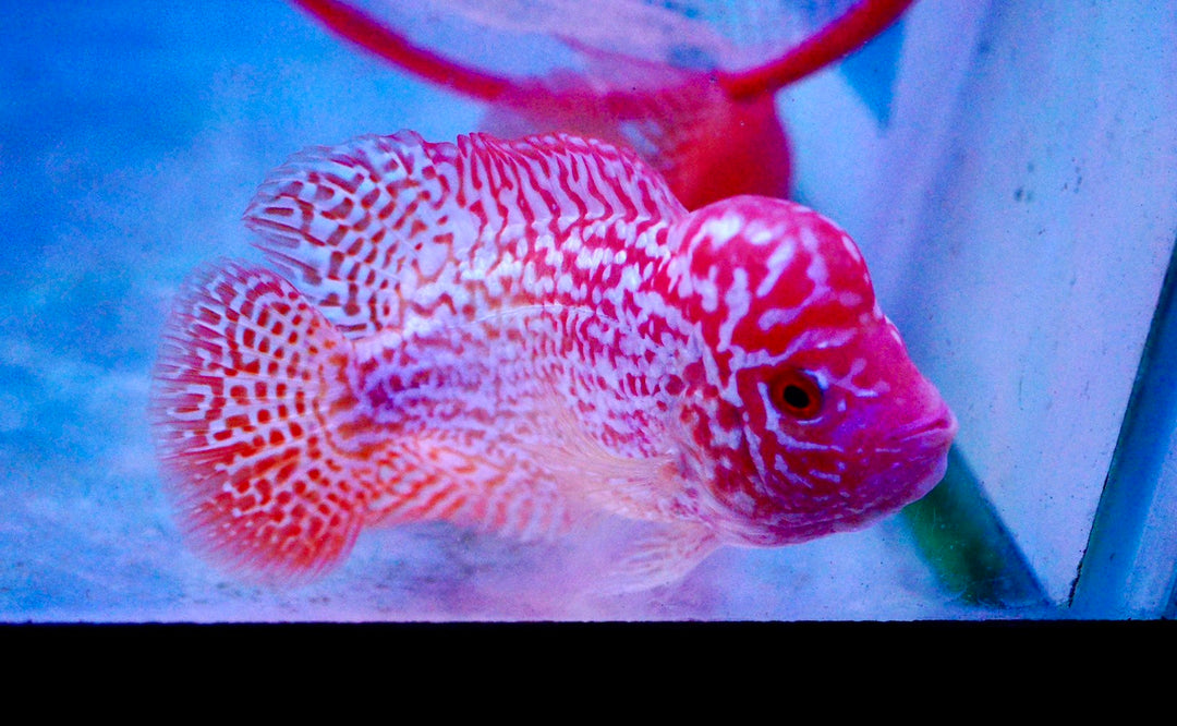 Rare Kamfa Golden Base Flowerhorn 3.5 inch