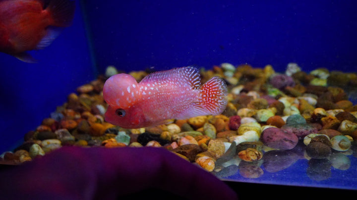 Rare Kamfa Golden Base Flowerhorn 3.5 inch