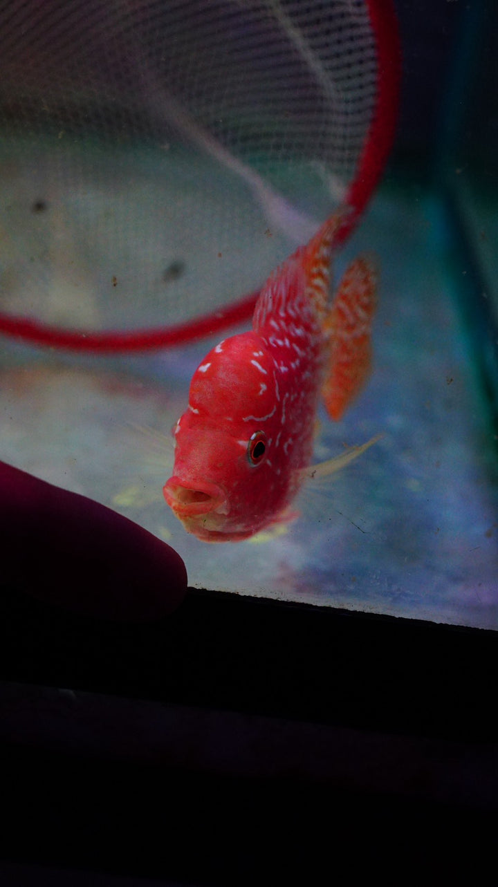 Rare Kamfa Golden Base Flowerhorn 3.5 inch