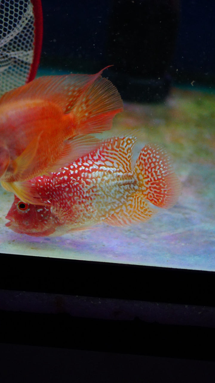 Rare Kamfa Golden Base Flowerhorn 3.5 inch