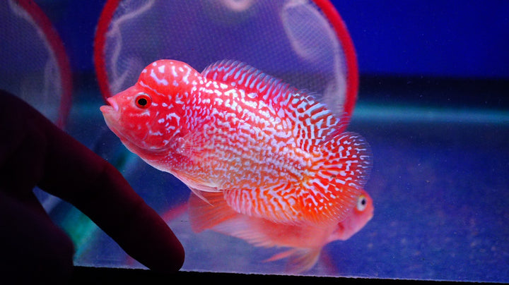 Rare Kamfa Golden Base Flowerhorn 3.5 inch