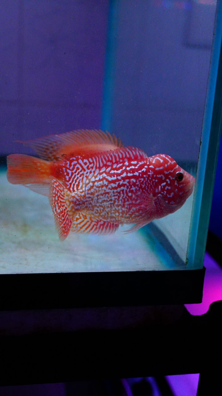 Rare Kamfa Golden Base Flowerhorn 3.5 inch