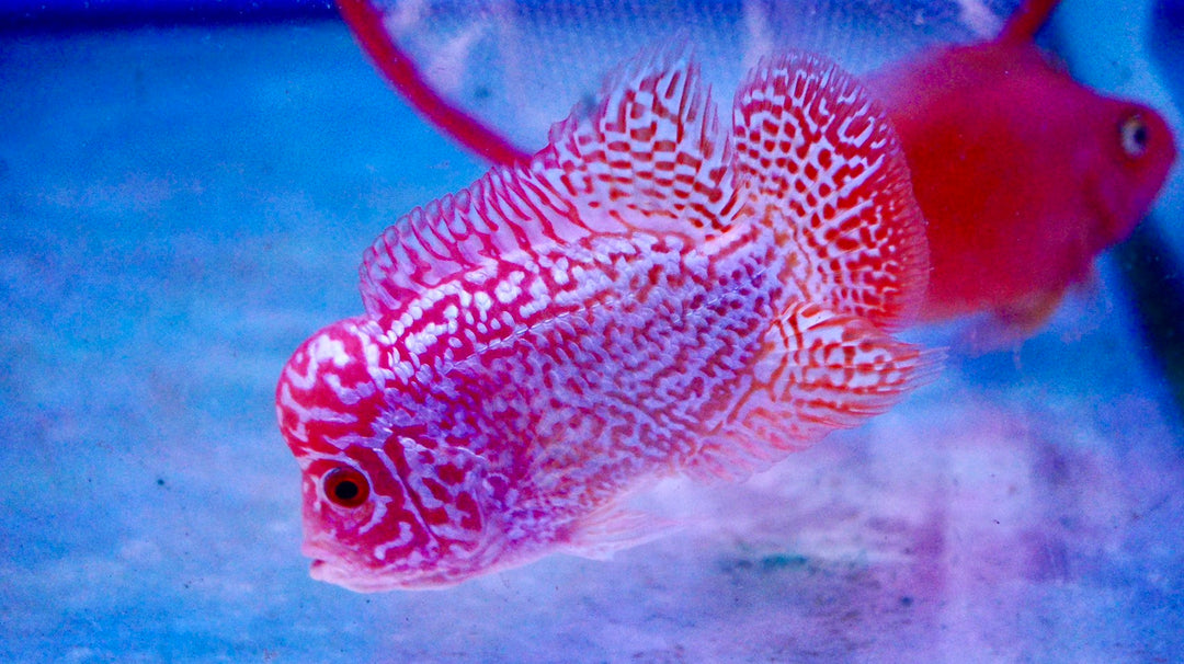 Rare Kamfa Golden Base Flowerhorn 3.5 inch