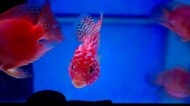 Rare Kamfa Golden Base Flowerhorn 3.5 inch